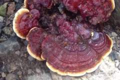 Vitalpilz-Ganoderma-Philippinen-1148-2040-1