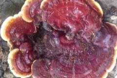 Vitalpilz-Ganoderma-Philippinen-1148-2040-2