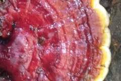 Vitalpilz-Ganoderma-Philippinen-1148-2040-3