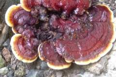Vitalpilz-Ganoderma-Philippinen-1148-2040-4