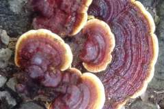 Vitalpilz-Ganoderma-Philippinen-1148-2040-5