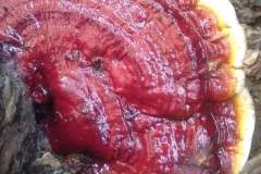 Vitalpilz-Ganoderma-Philippinen-1148-2040-7