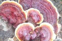 Vitalpilz-Ganoderma-Philippinen-1148-2040-8