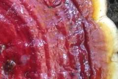 Vitalpilz-Ganoderma-Philippinen-1148-2040-9